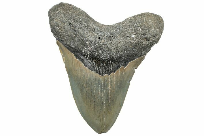 Serrated, Fossil Megalodon Tooth - North Carolina #309510